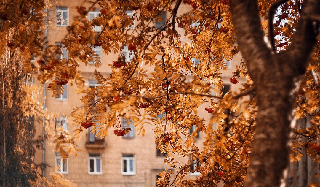 Foglie ovunque: gestire l’invasione autunnale negli hotel